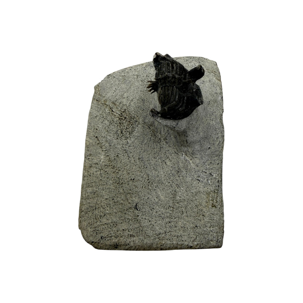 Tower-Eyed Erbenochile Trilobite