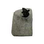 Tower-Eyed Erbenochile Trilobite