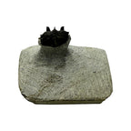 Tower-Eyed Erbenochile Trilobite