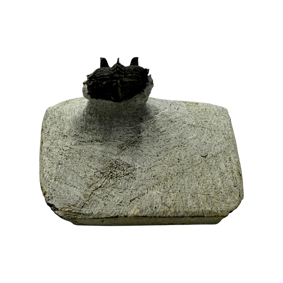 Tower-Eyed Erbenochile Trilobite