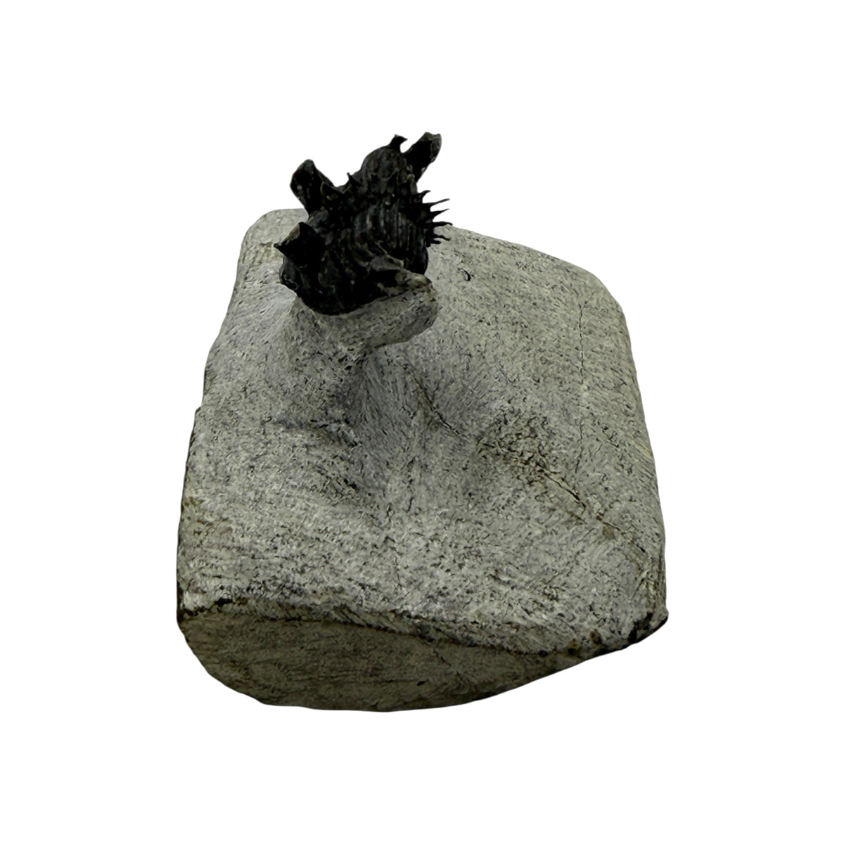 Tower-Eyed Erbenochile Trilobite
