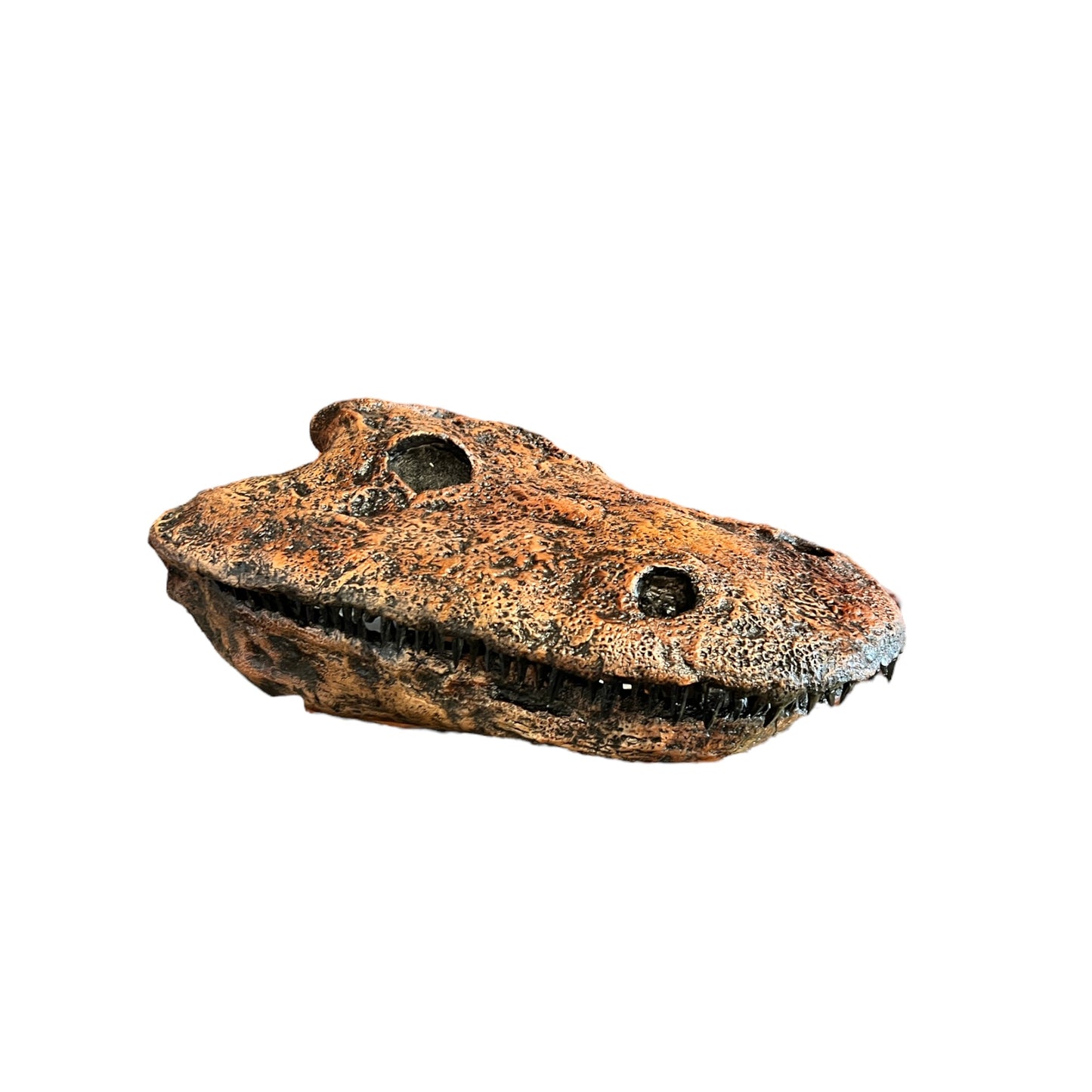 Skull Replica (Eryops)