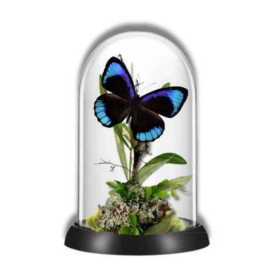 Eurota Butterfly Diorama