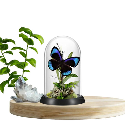 Eurota Butterfly Diorama