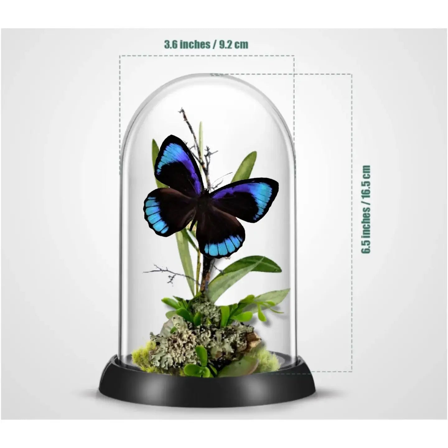 Eurota Butterfly Diorama