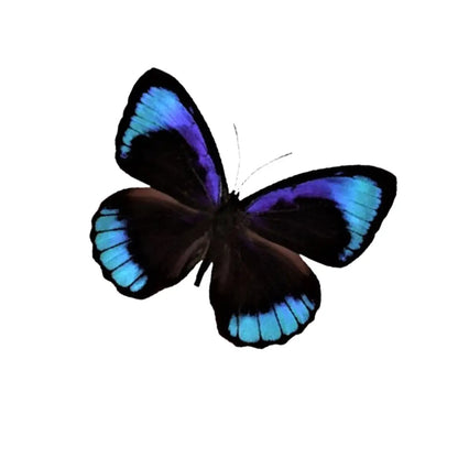 Eurota Butterfly Diorama
