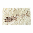 Fossil Fish Plate (Eurypholis)