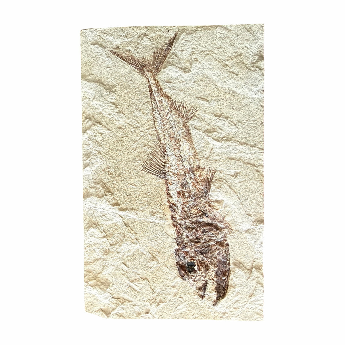 Fossil Fish Plate (Eurypholis)
