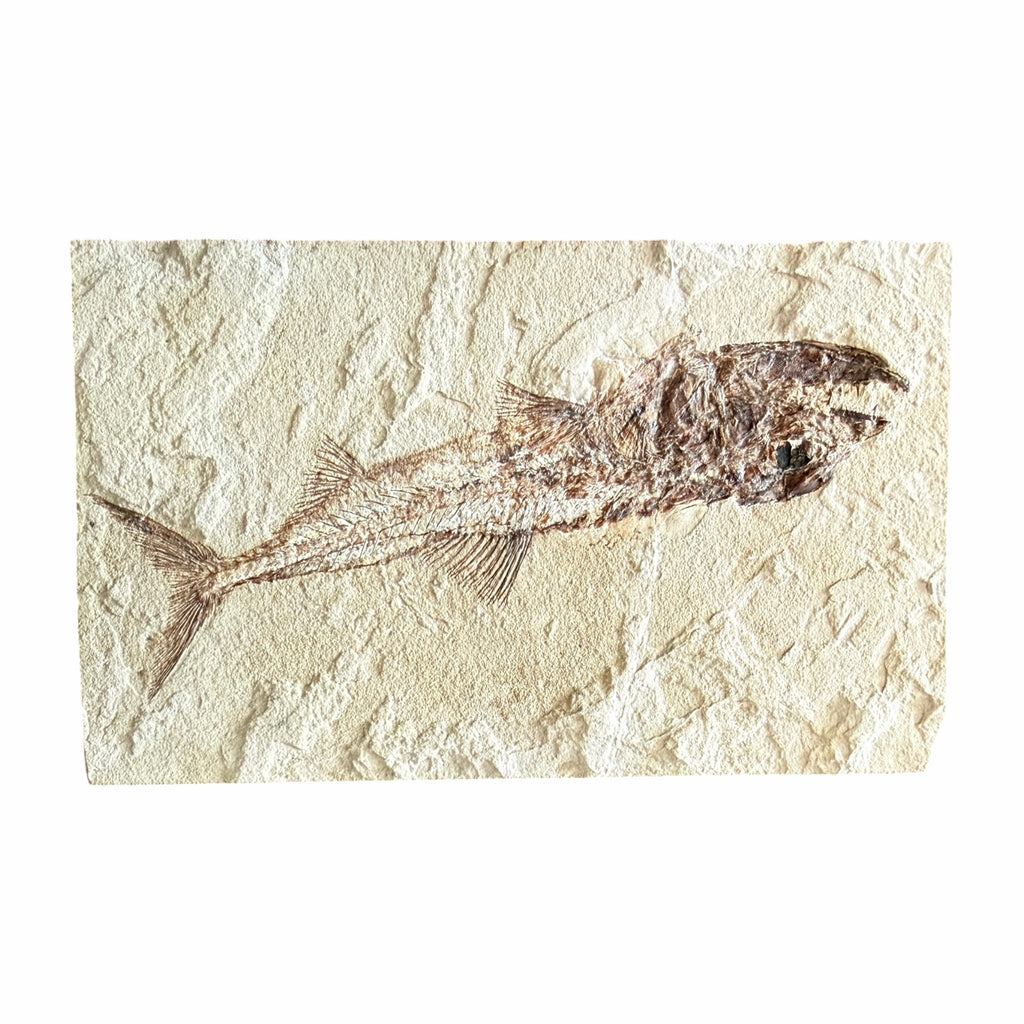 Fossil Fish Plate (Eurypholis)