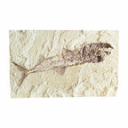 Fossil Fish Plate (Eurypholis)