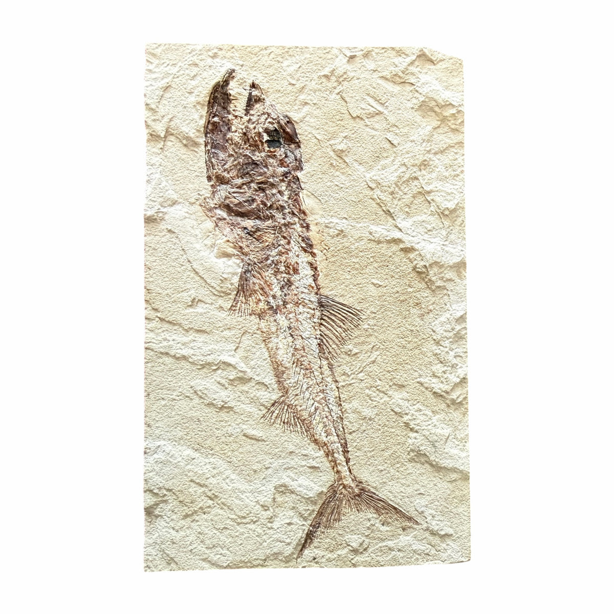 Fossil Fish Plate (Eurypholis)