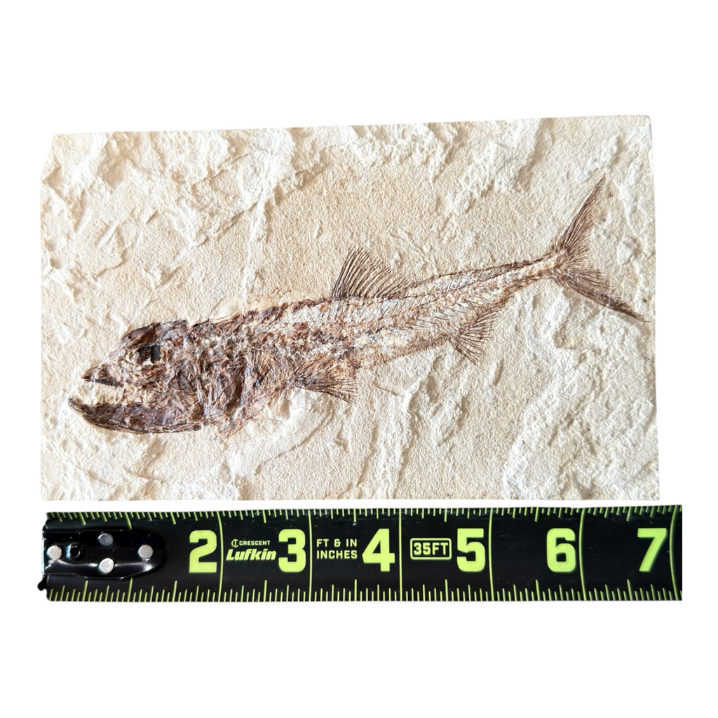 Fossil Fish Plate (Eurypholis)