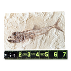 Fossil Fish Plate (Eurypholis)