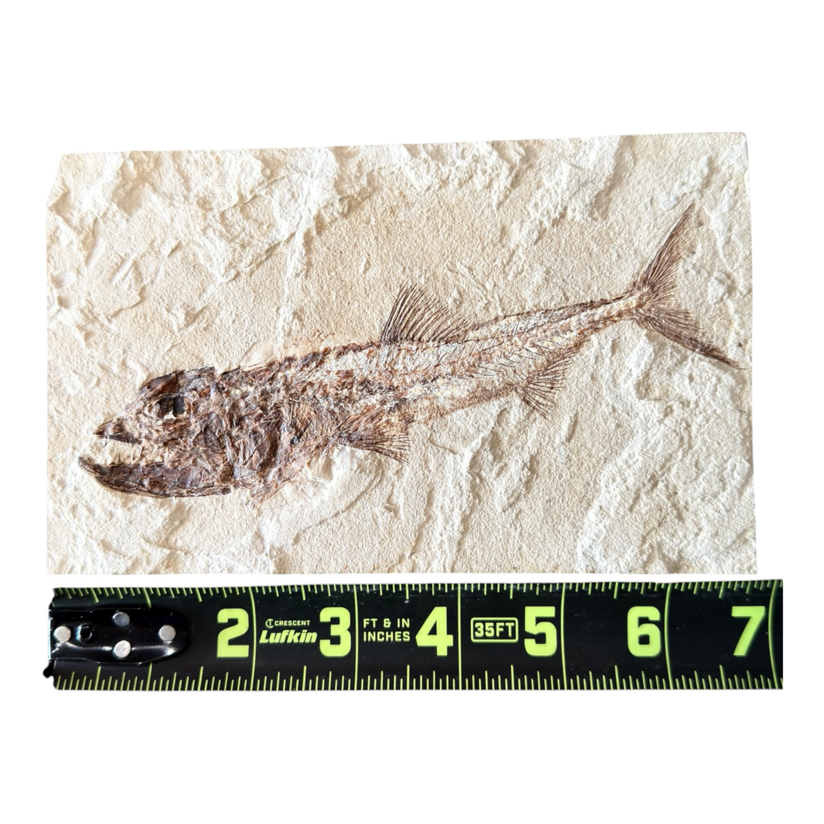 Fossil Fish Plate (Eurypholis)