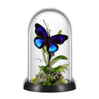 Excelsa Butterfly Diorama
