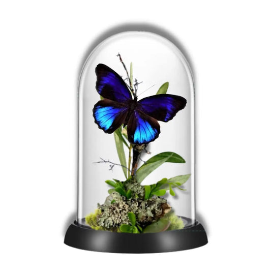 Excelsa Butterfly Diorama