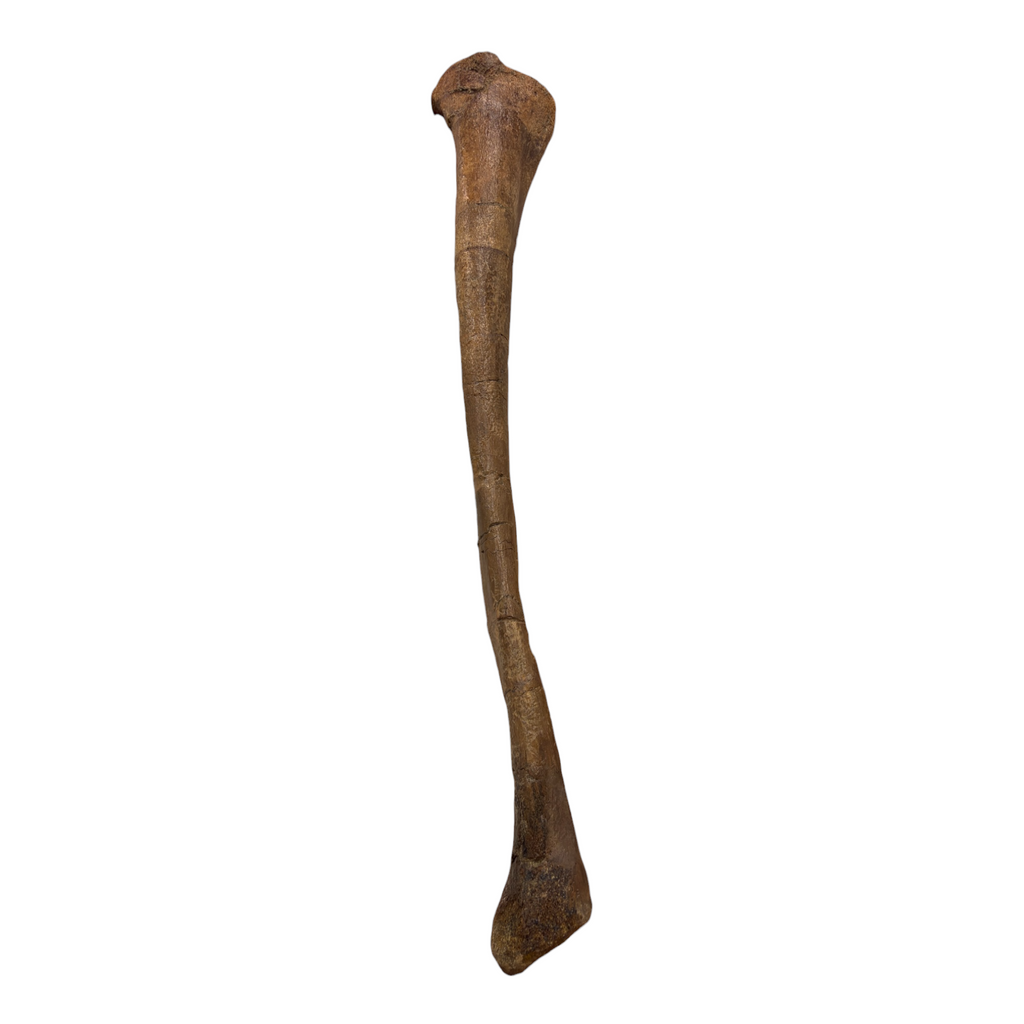 Pachycephalosaurus Fibula