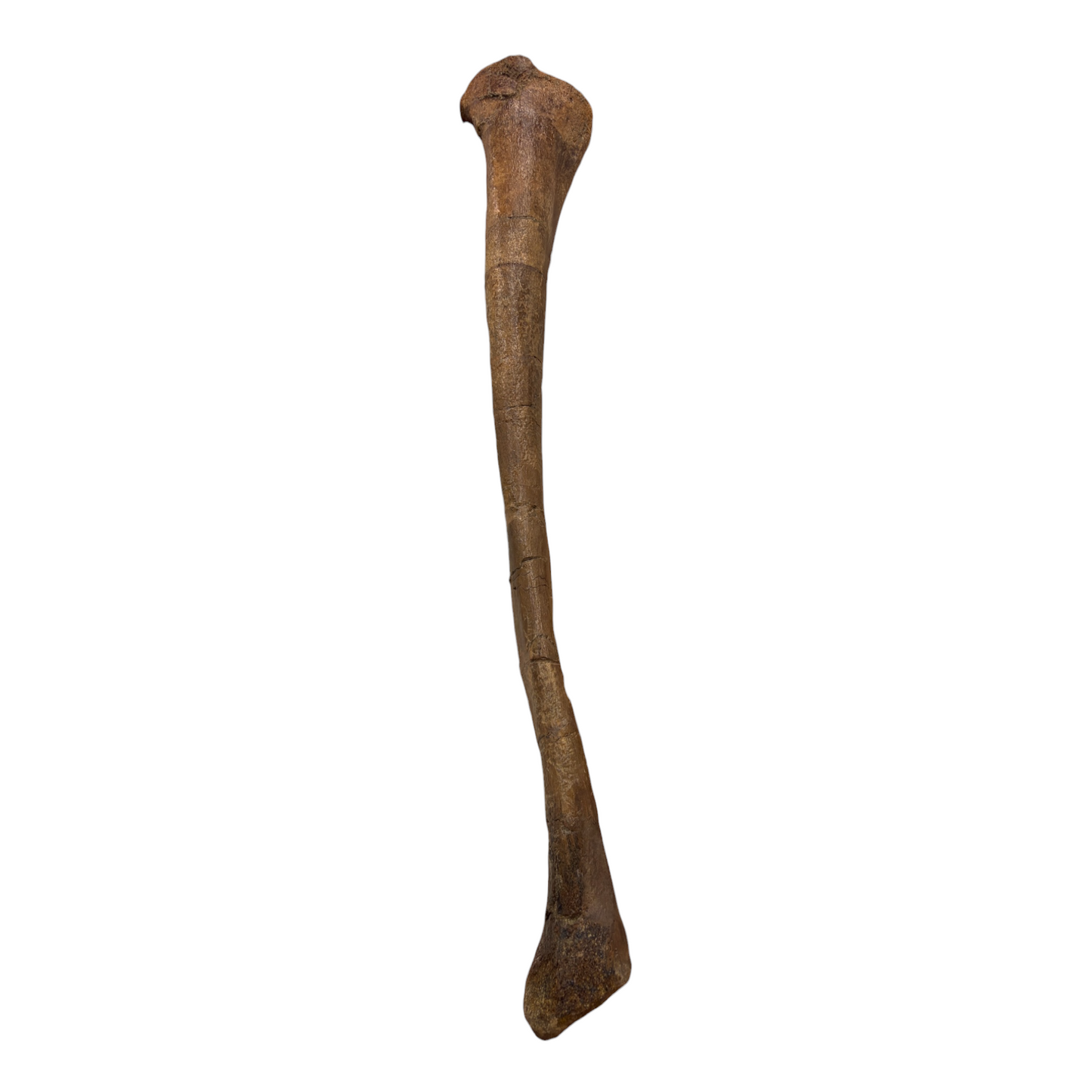 Pachycephalosaurus Fibula