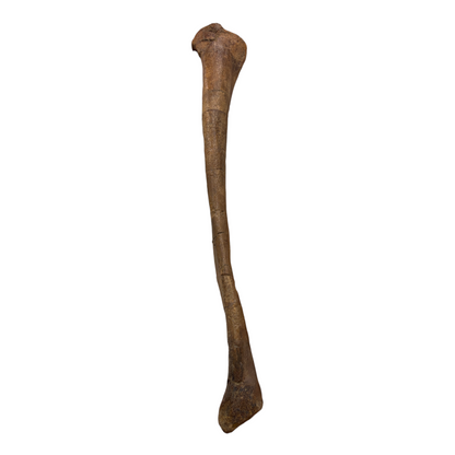 Pachycephalosaurus Fibula