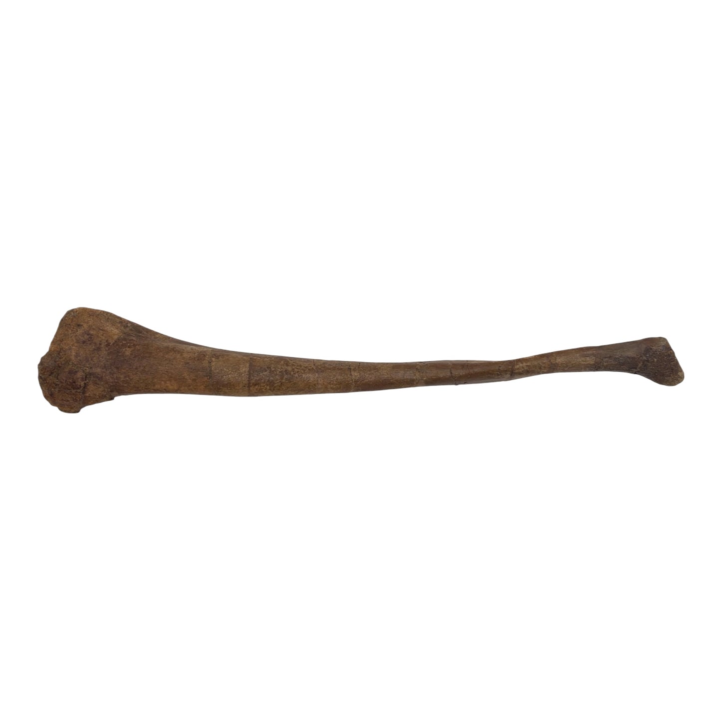Pachycephalosaurus Fibula