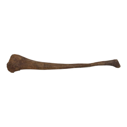 Pachycephalosaurus Fibula