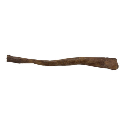 Pachycephalosaurus Fibula