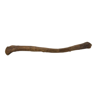 Pachycephalosaurus Fibula