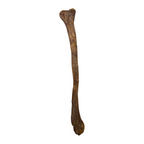 Pachycephalosaurus Fibula
