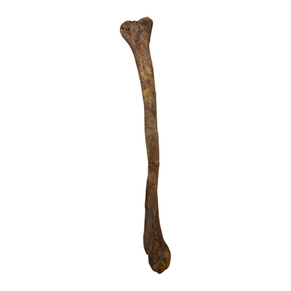 Pachycephalosaurus Fibula