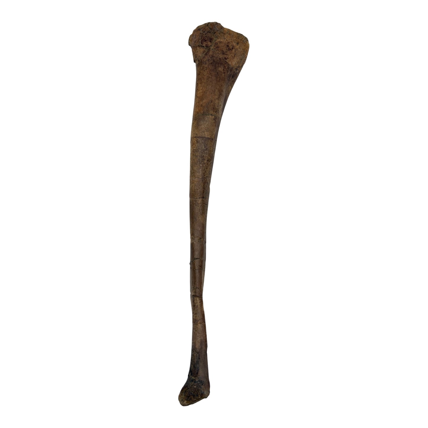 Pachycephalosaurus Fibula