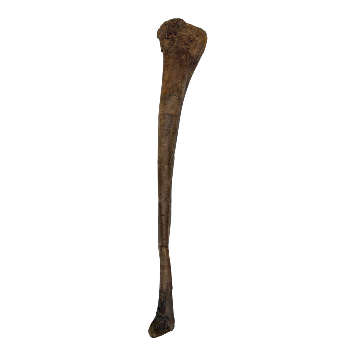 Pachycephalosaurus Fibula