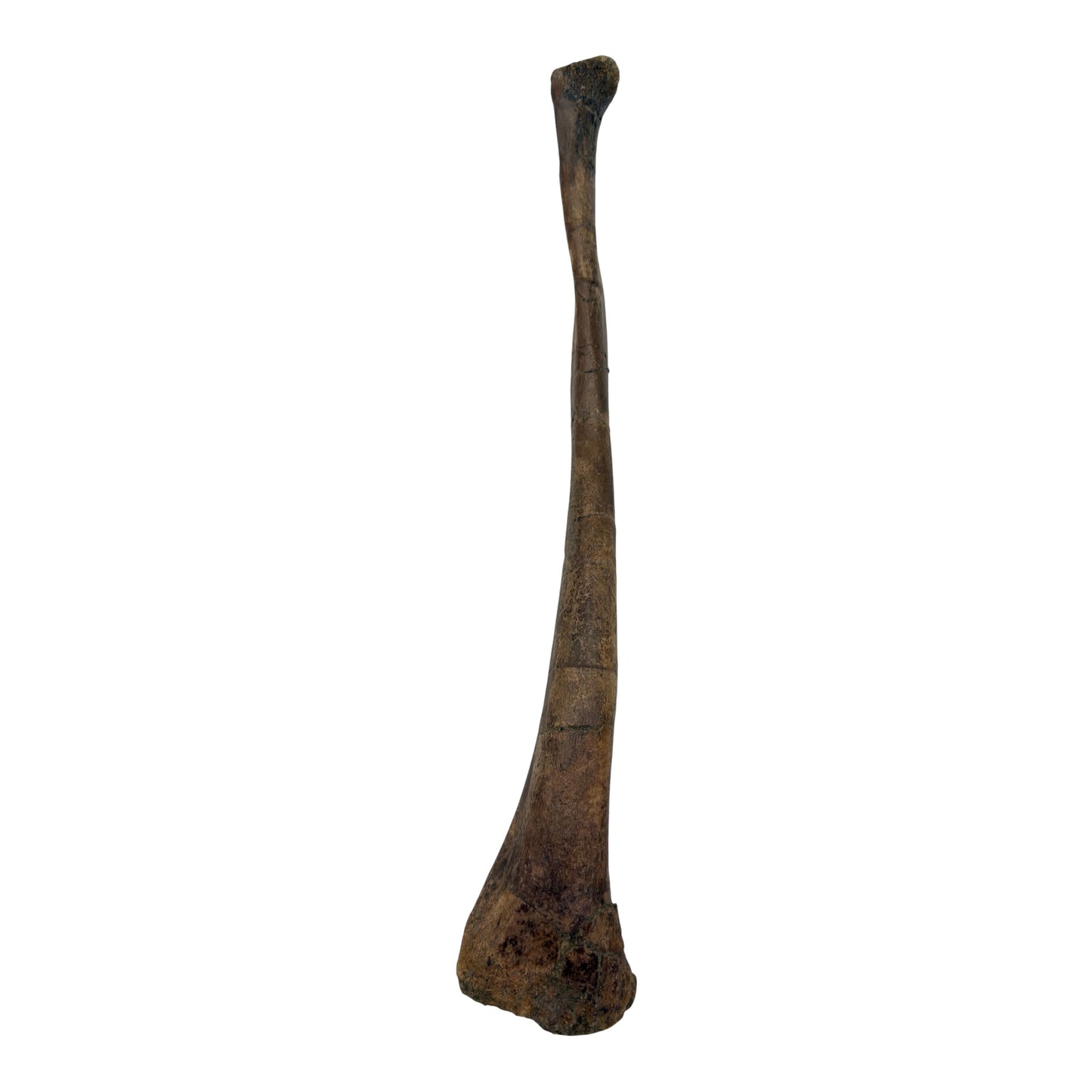 Pachycephalosaurus Fibula
