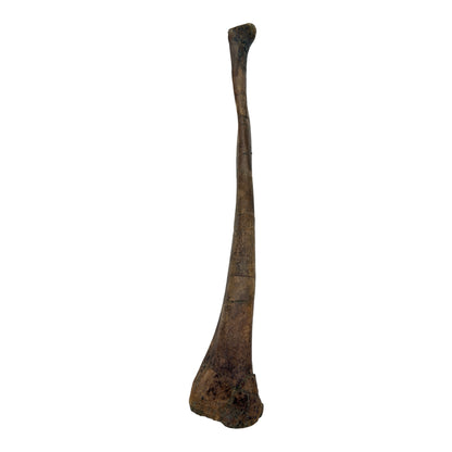 Pachycephalosaurus Fibula