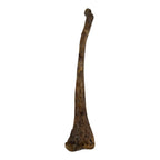 Pachycephalosaurus Fibula