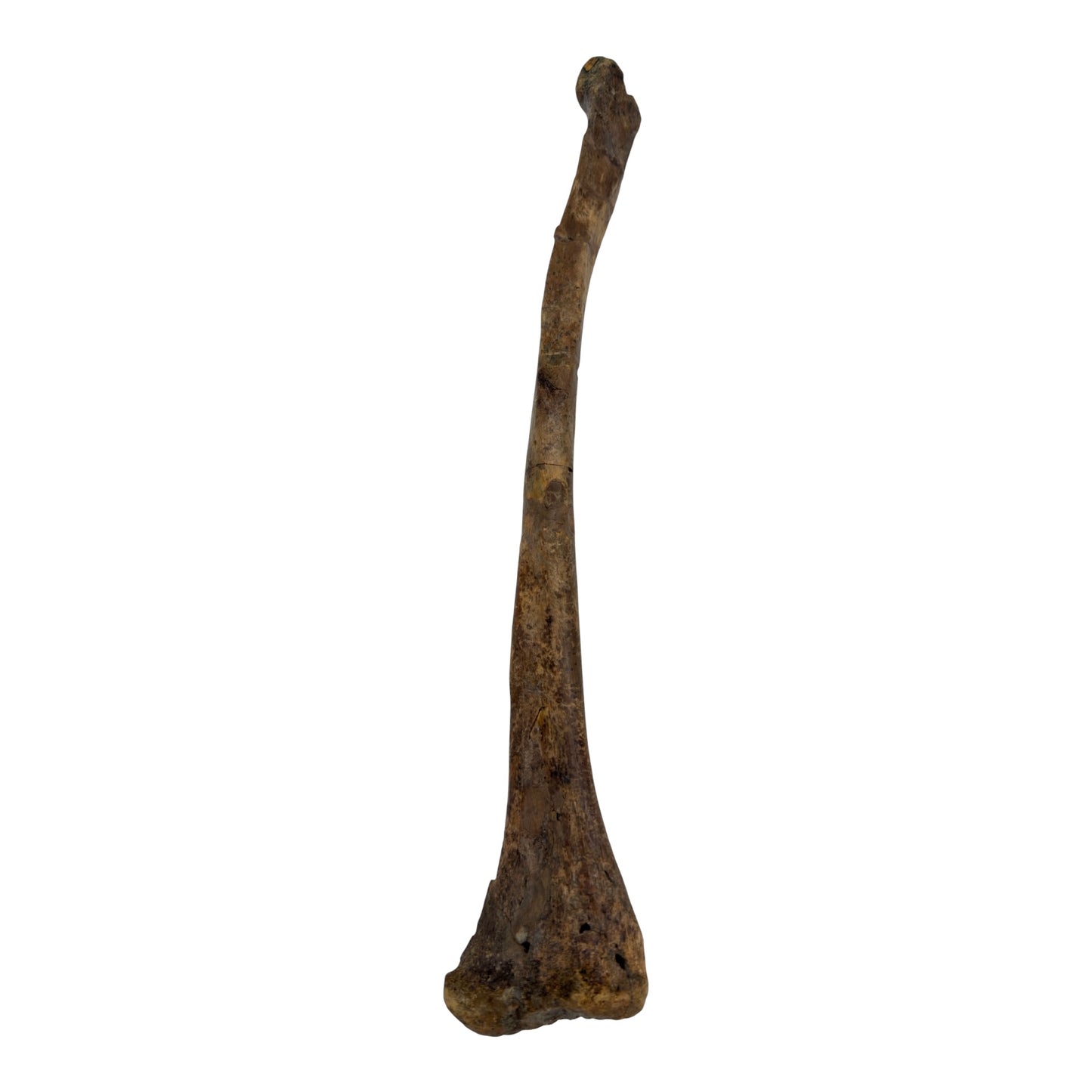 Pachycephalosaurus Fibula