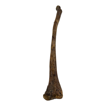 Pachycephalosaurus Fibula