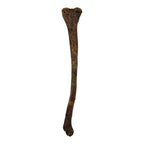 Pachycephalosaurus Fibula