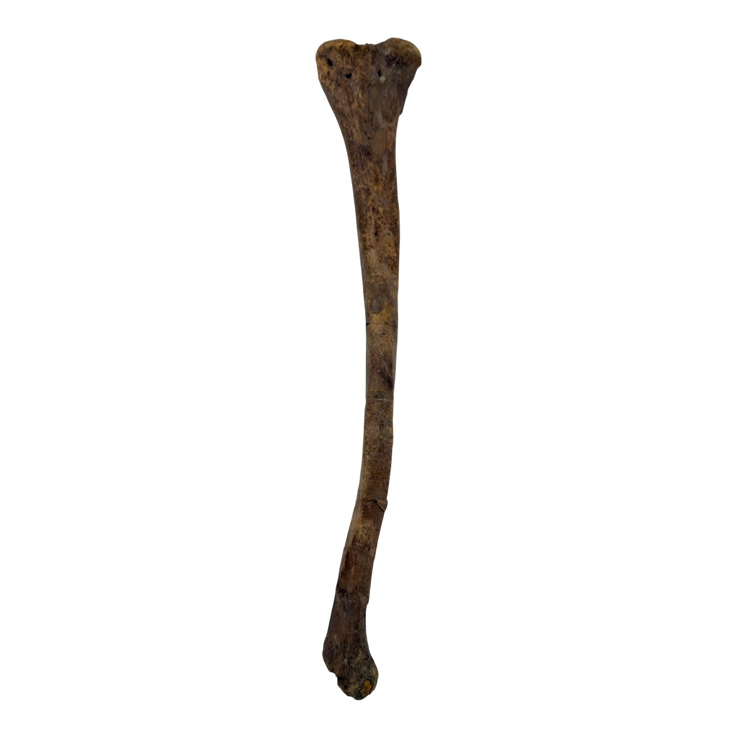 Pachycephalosaurus Fibula