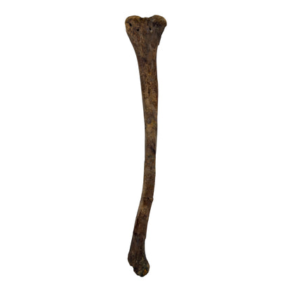 Pachycephalosaurus Fibula