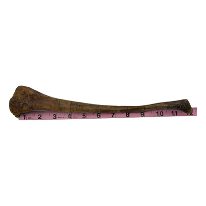 Pachycephalosaurus Fibula