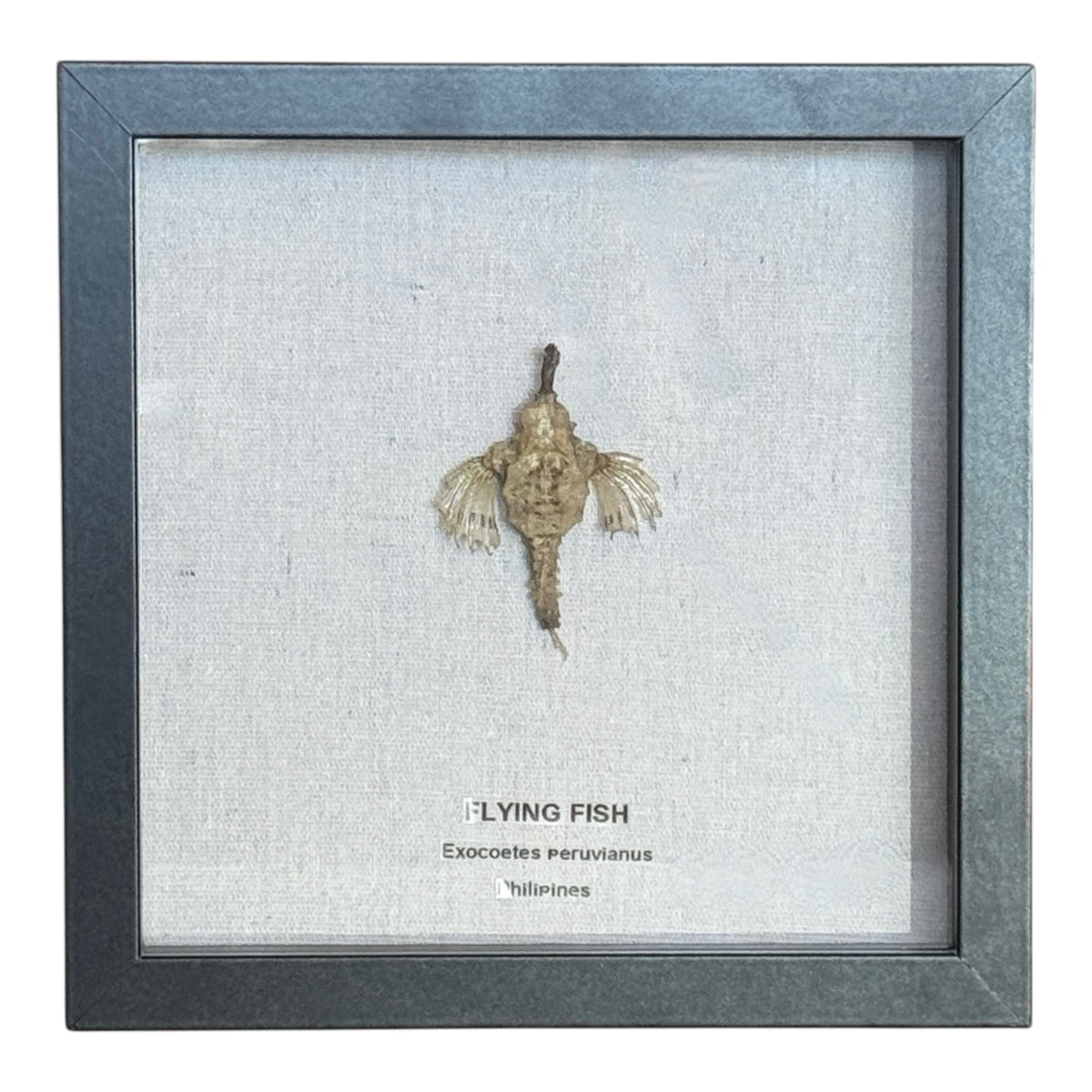 Flying Fish in Frame