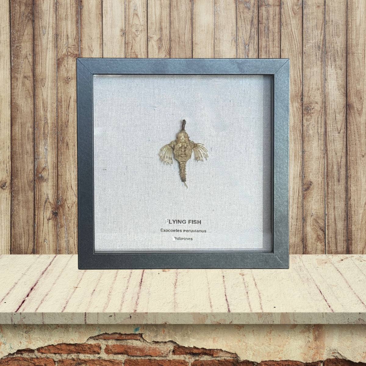 Flying Fish in Frame
