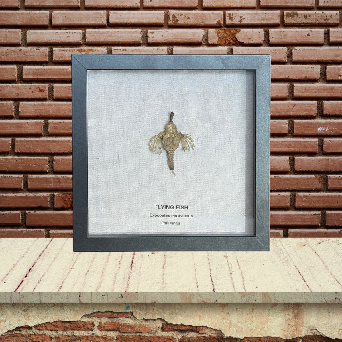 Flying Fish in Frame