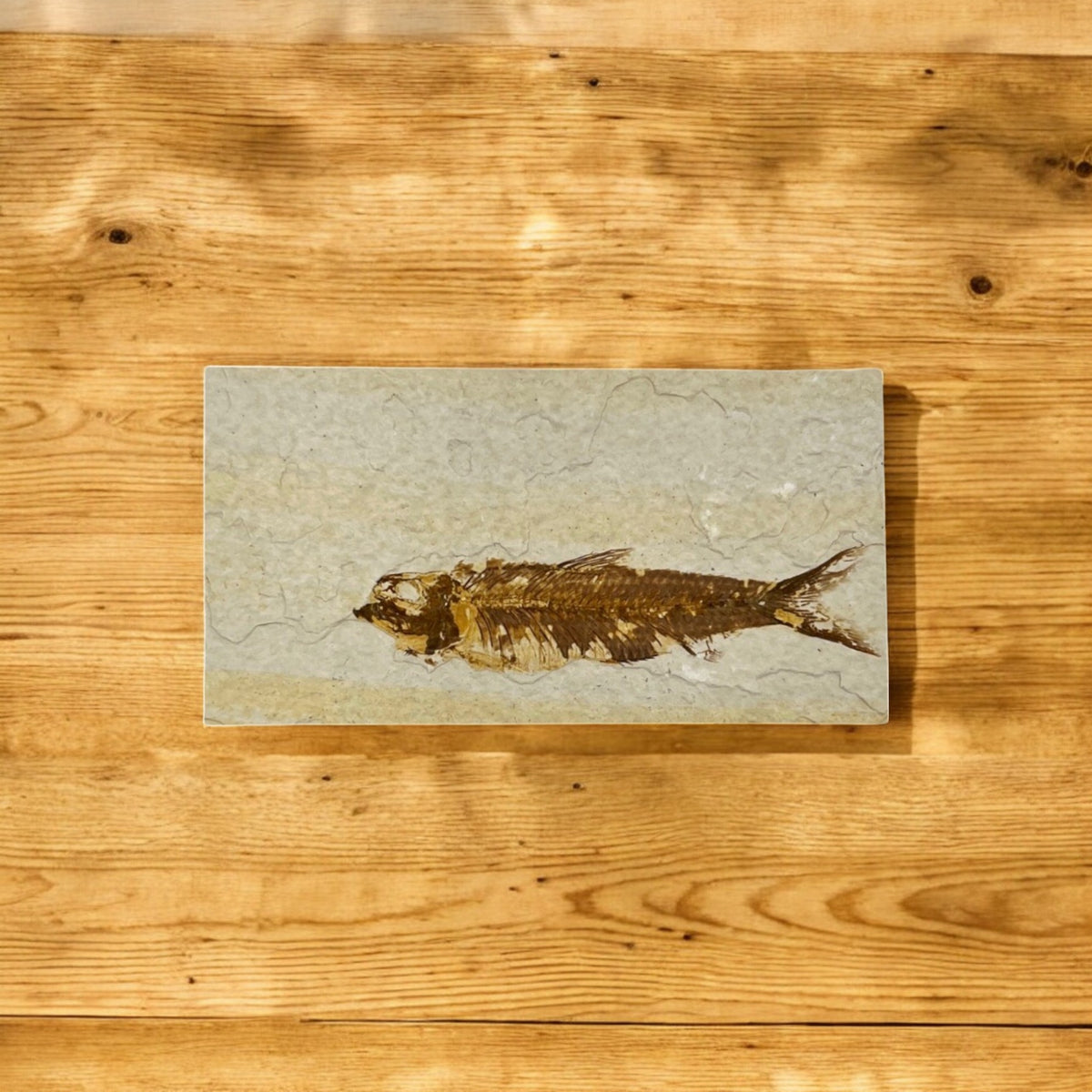 Fossil Fish Plate