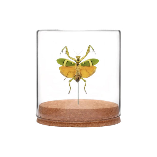 Flower Mantis Globe