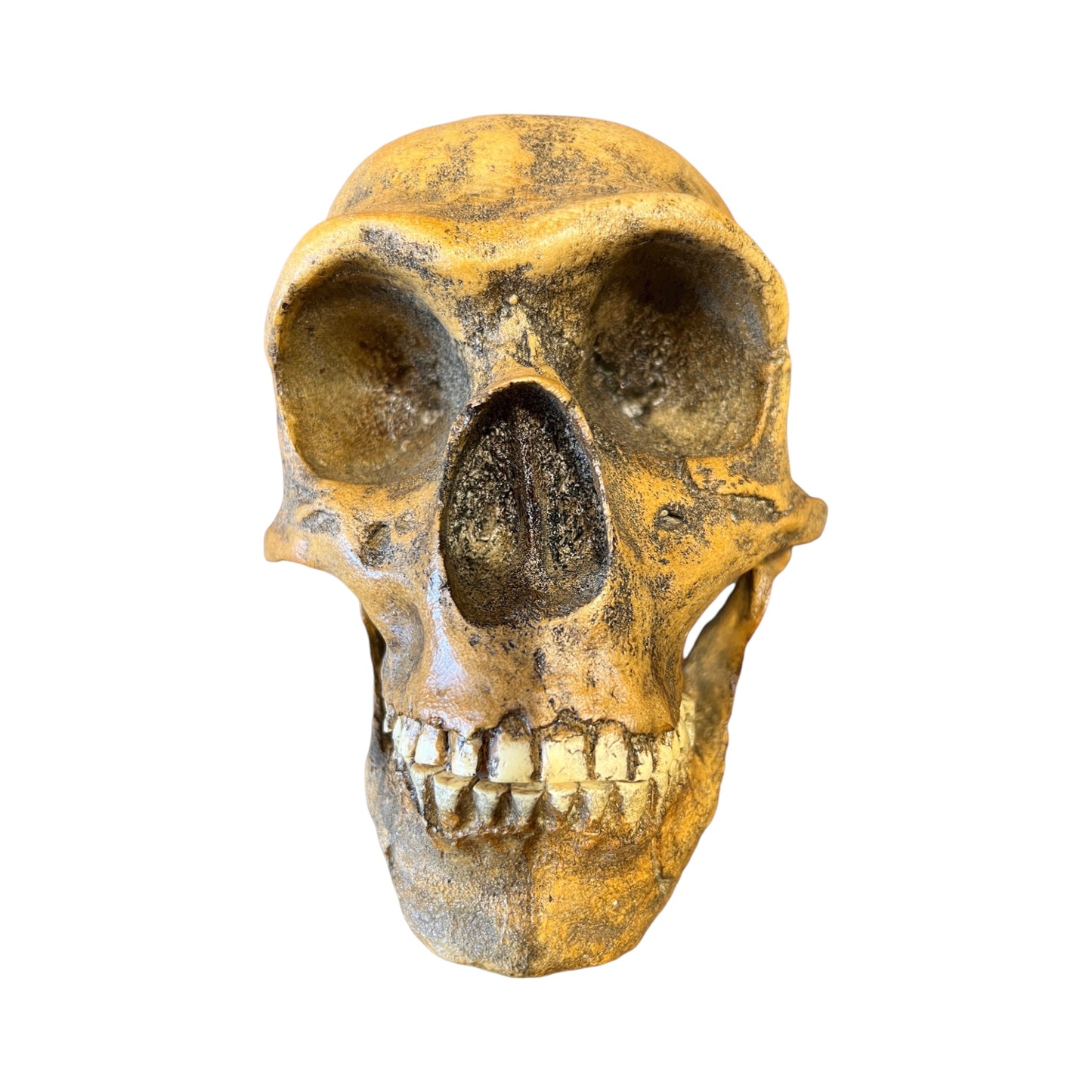 Skull Replica (Neanderthal Forbes Quarry)