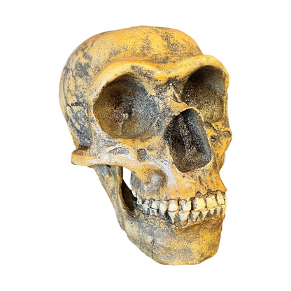 Skull Replica (Neanderthal Forbes Quarry)