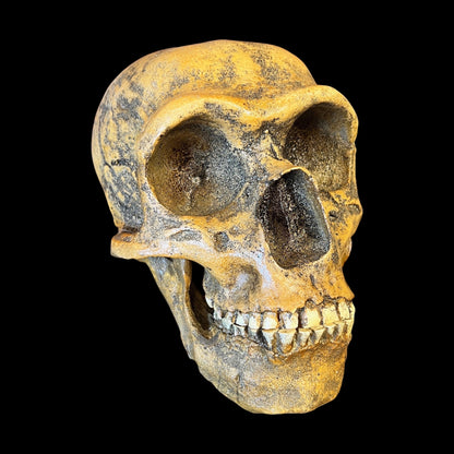 Skull Replica (Neanderthal Forbes Quarry)