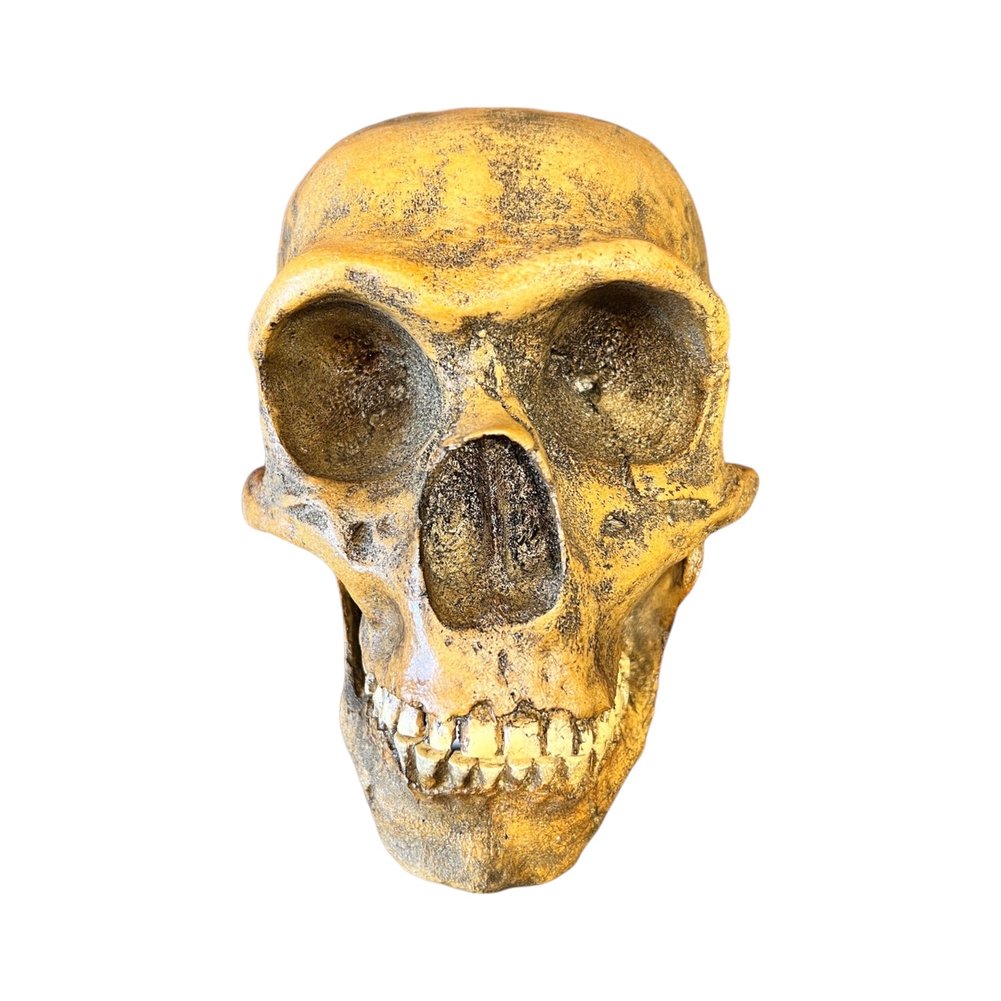 Skull Replica (Neanderthal Forbes Quarry)