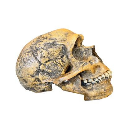 Skull Replica (Neanderthal Forbes Quarry)